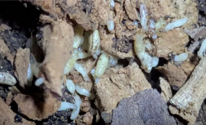 Réalisation diagnostic termites à Mougins, Antibes, DIAGNOSTIC R&S - MON DIAGNOSTIQUEUR